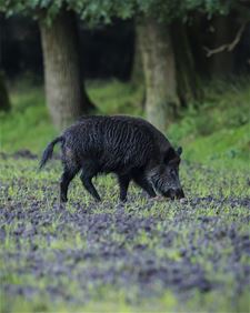 Oudsbergen - 144 everzwijnen afgeschoten in Oudsbergen