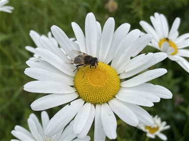 161 wilde bijensoorten in Beringen - Beringen