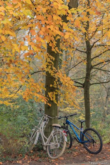 2 fietsen in het Dommelhofbos - Pelt