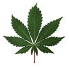 25 kilo cannabis onderschept - Beringen