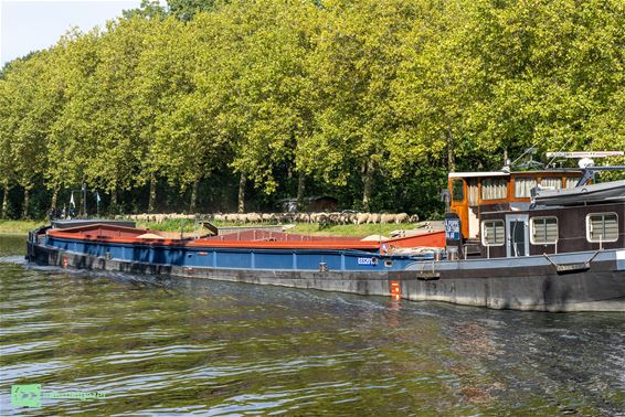 350 schapen ruilen Achel in voor de Rooie Pier - Pelt