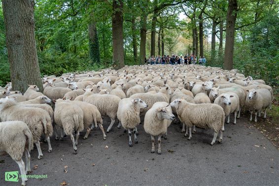 350 schapen trekken woensdag naar Peer - Peer