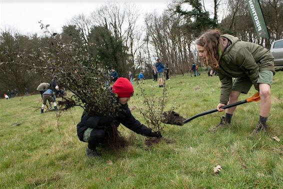 3600 jonge bomen geplant - Genk