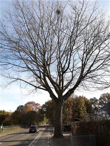 4 bomen Hasseltsesteenweg worden geveld - Beringen