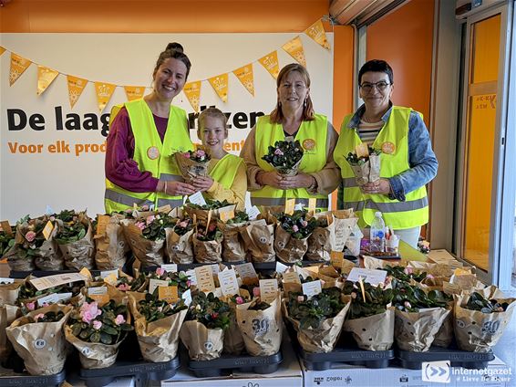 800 KotK-azalea's sieren Lommelse huiskamers - Lommel