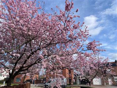 Leopoldsburg - Aftellen naar de lente