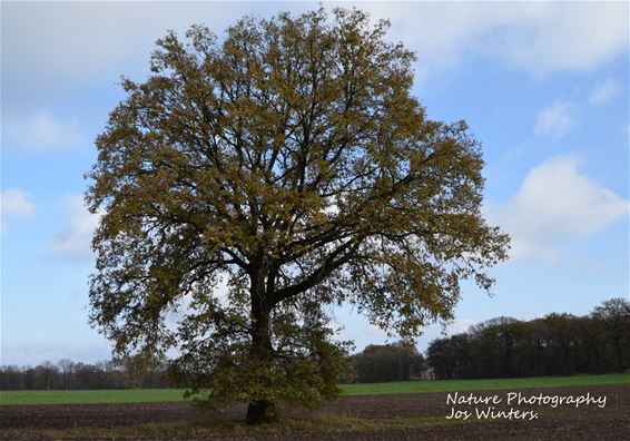 Alleenstaande boom siert landschap - Hechtel-Eksel