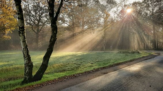 Als de zon komt piepen in het Verkensbos - Hamont-Achel