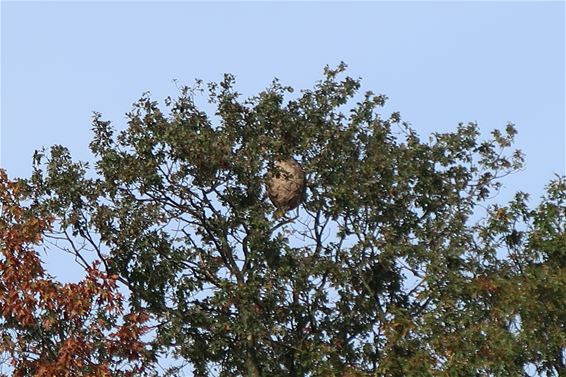 Alweer nest Aziatische hoornaar gevonden - Beringen