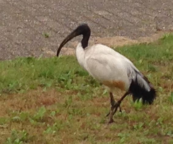 Australische witte ibis in 't Lindel - Overpelt