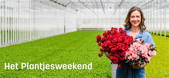 Azalea’s voor Kom op tegen Kanker - Oudsbergen