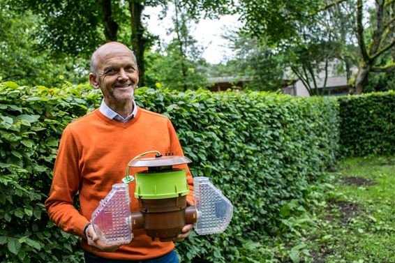 Aziatische hoornaar? Stadsimker geeft raad - Genk