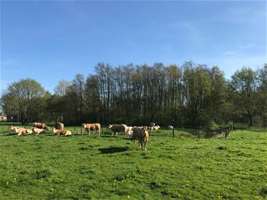 Beheersovereenkomsten landbouwers online - Beringen & Leopoldsburg