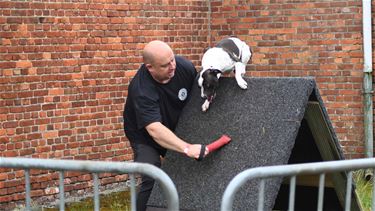 Belgian Stafford Days (2) - Leopoldsburg