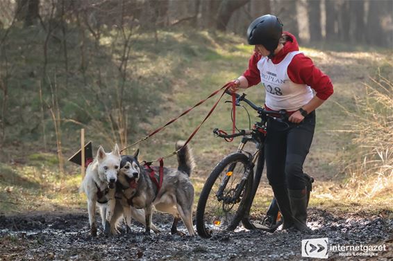 Belgisch Kampioenschap sledehonden in Lommel - Lommel