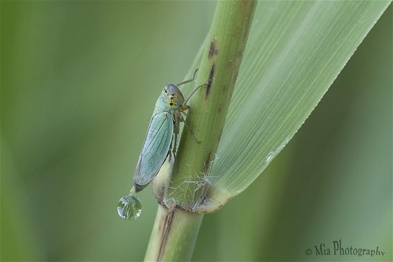Bellenblazende cicade - Hamont-Achel