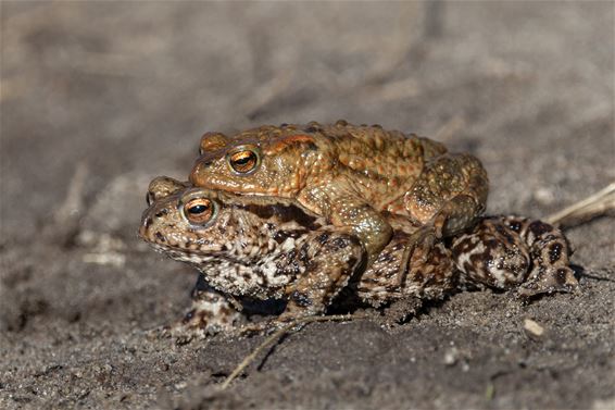Ben jij al gebruind? - Pelt