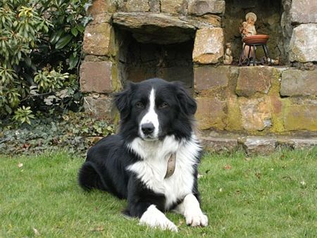 Bengy is terecht - Hamont-Achel