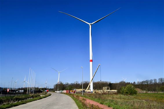 Beringen is koploper in windenergie - Beringen