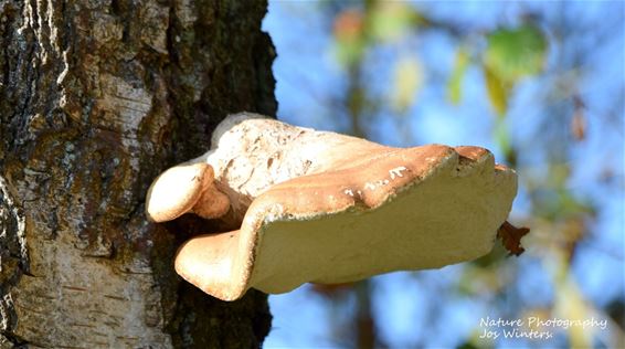 Berkenzwam in het Hoksent - Hechtel-Eksel