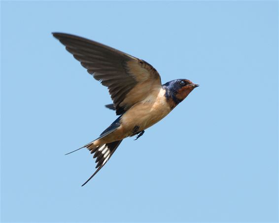 Bree - Bescherm zwaluwnestjes op jouw terrein