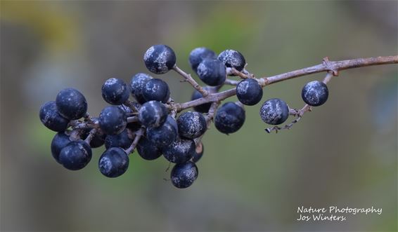 Bessen van de ligusterhaag - Hechtel-Eksel