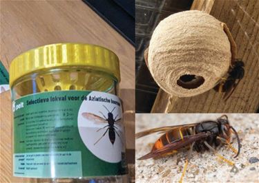 Bestrijd de Aziatische hoornaar met gratis lokval - Pelt