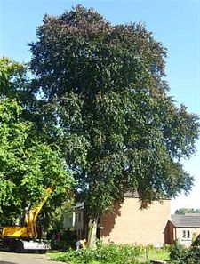 Beuken geveld in Kasteeldreef - Hamont-Achel