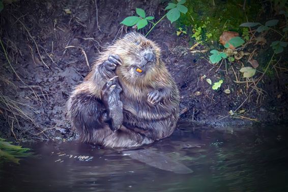 Bever duikt op in het Fosseeke - Lommel
