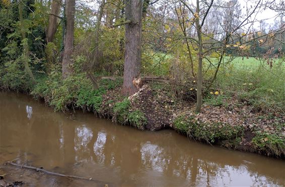 Bever(kolonie) actief aan de Dommel - Pelt