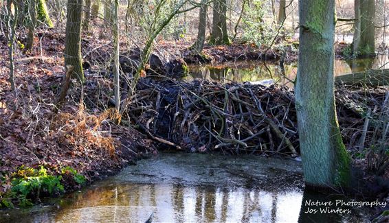 Beverdam op de Bollissenbeek - Hechtel-Eksel & Peer