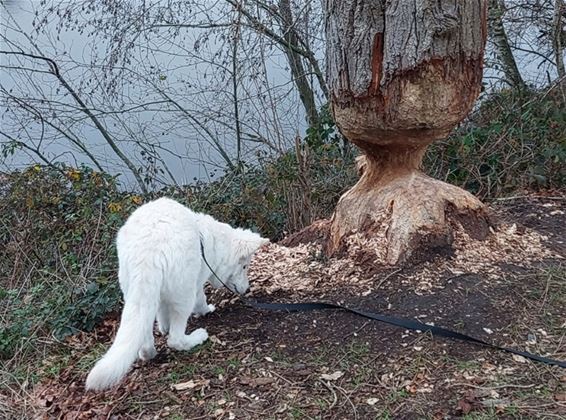 Bevers blijven actief rond de Sahara - Lommel