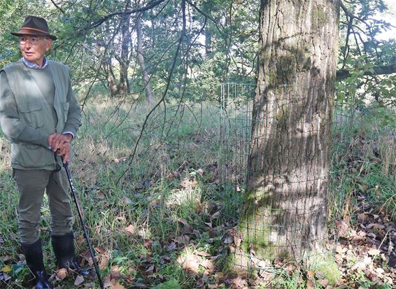 Beverwatchers beschermen oude bomen - Pelt