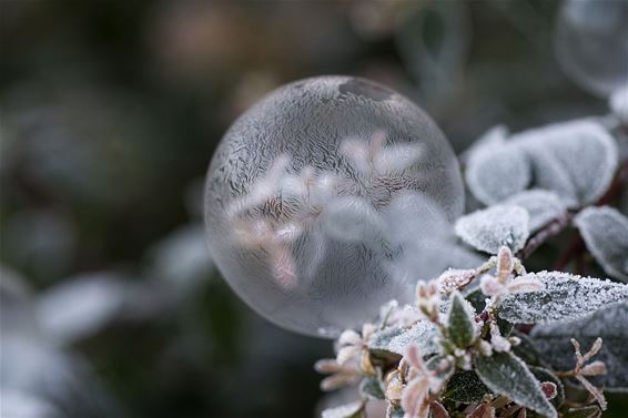 Bevroren zeepbellen - Lommel