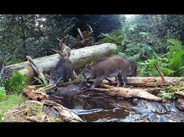 Big 5 van het Hobos laat zich niet makkelijk zien - Pelt