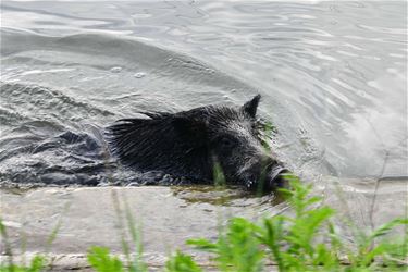 Bijzondere bejaging everzwijnen - Beringen