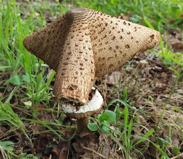 Bijzondere parasolzwam gespot in Linde - Peer