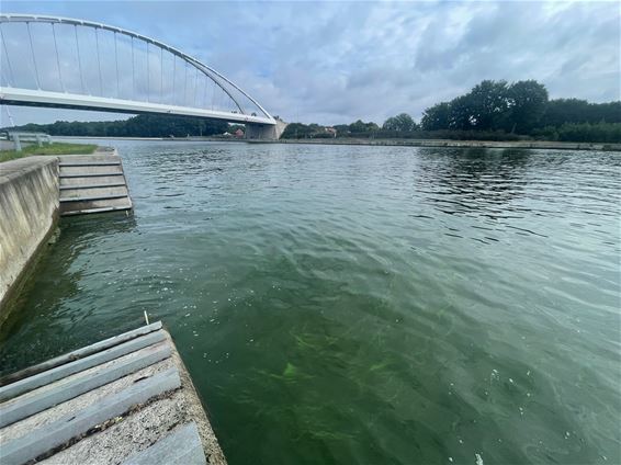 Blauwalgen op Albertkanaal - Beringen
