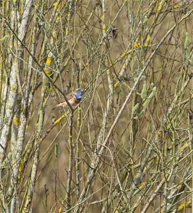 Blauwborst brengt de lente mee - Beringen & Leopoldsburg