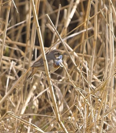 Leopoldsburg - Blauwborstje is terug