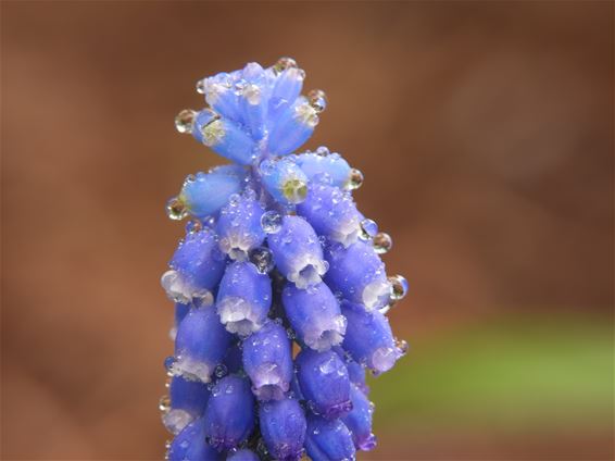 Blauwe druifjes in de regen - Lommel