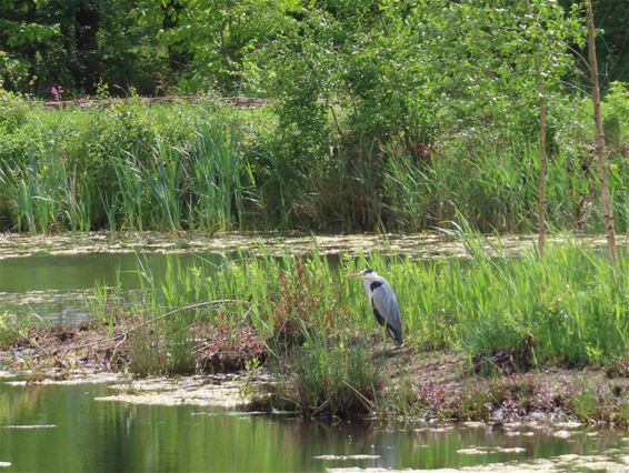 Blauwe reiger houdt de wacht - Hamont-Achel