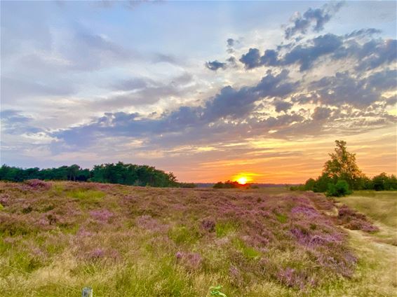 Bloeiende heide en de zon, mooie combinatie - Lommel