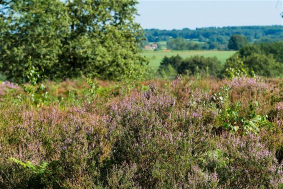 Bloeiende heide op de Venusberg - Beringen