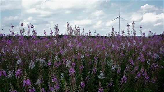 Bloemen, wolken en windmolens - Lommel