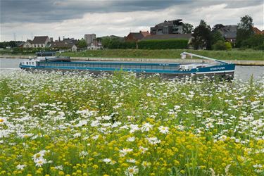 Bloemenweelde - Beringen