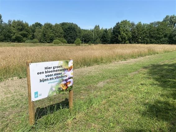 Bloemenweides fleuren Peer op én helpen insecten