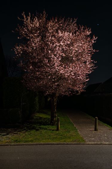 Bloesem in de nacht - Lommel