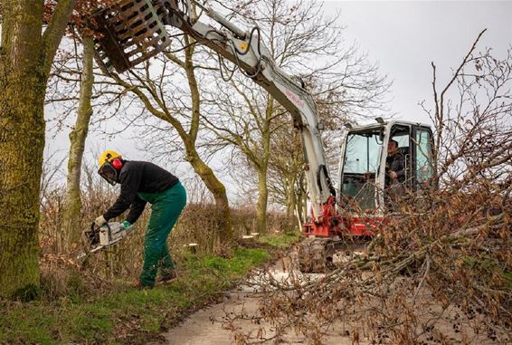 Boerennatuur Vlaanderen werkt aan houtkanten - Peer