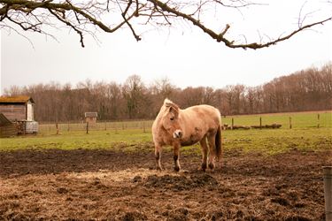 Boerenwijsheid (43) - Beringen